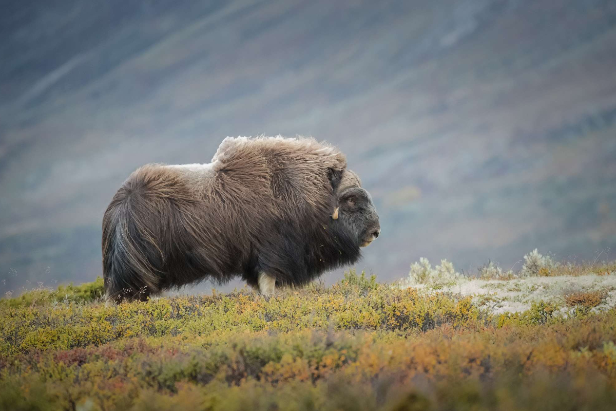 East Greenland Scoresbysund Musk Ox