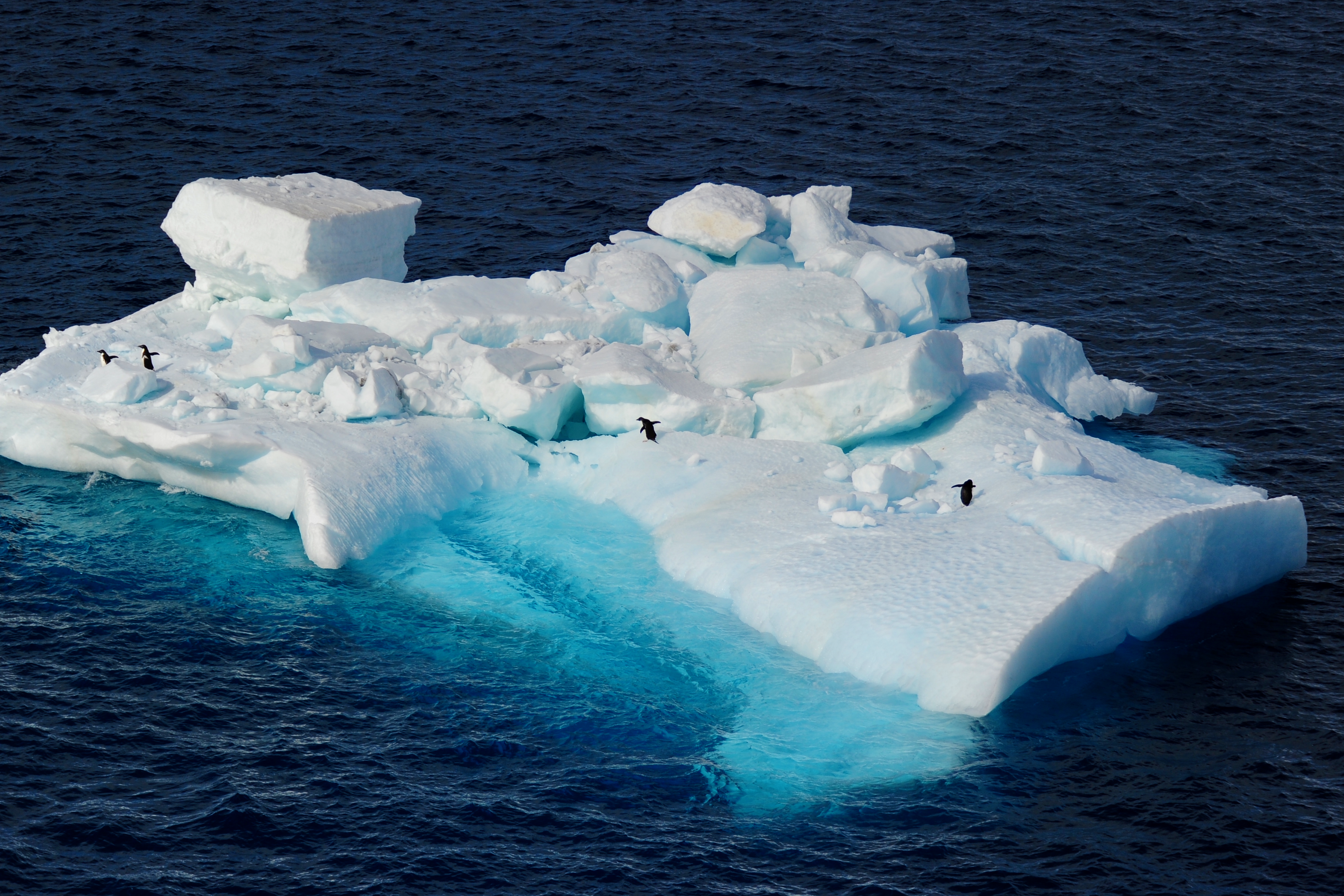 Iceberg And Penguins Jamie Lafferty