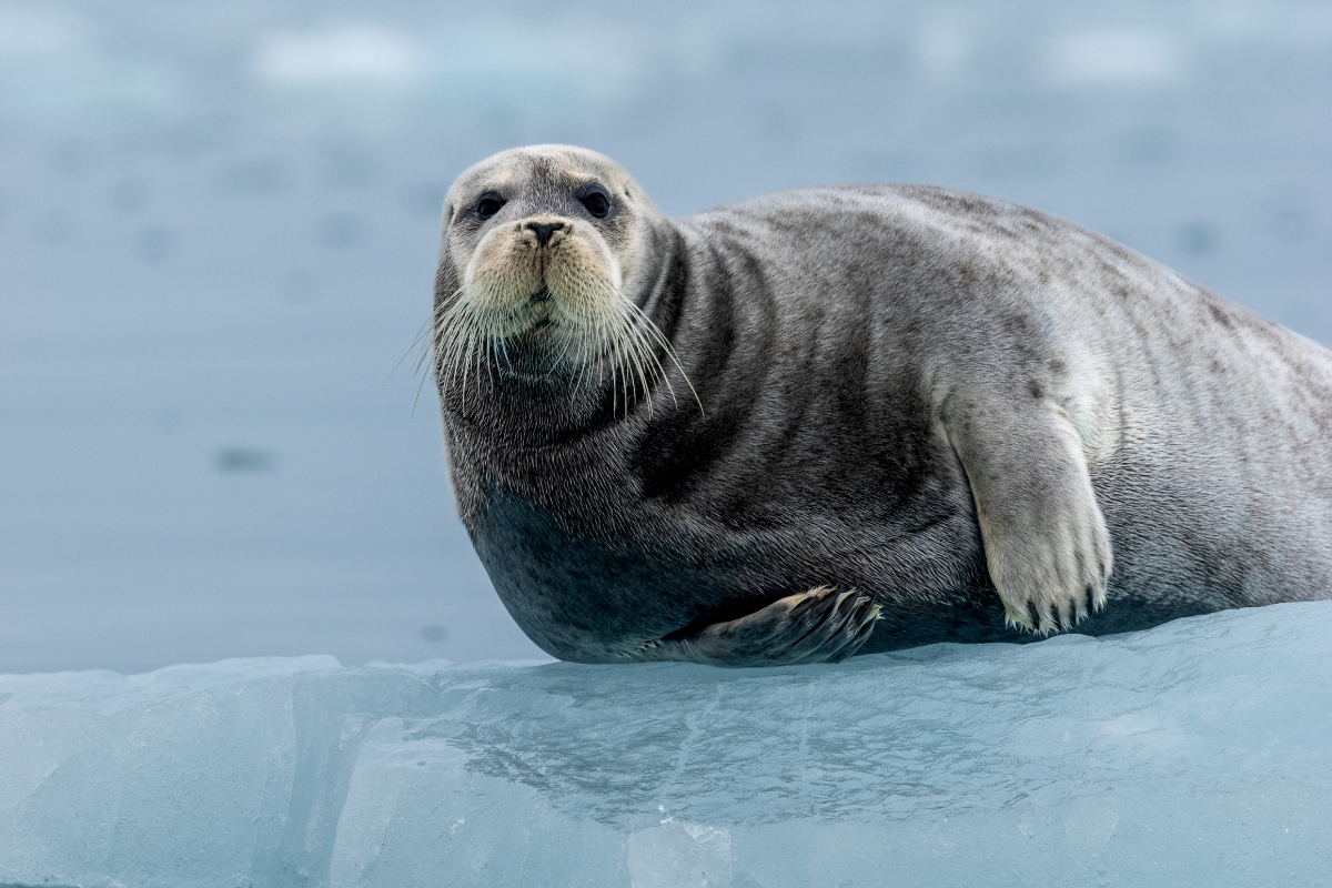 Polar Quest © Niklas Nilsson (1)