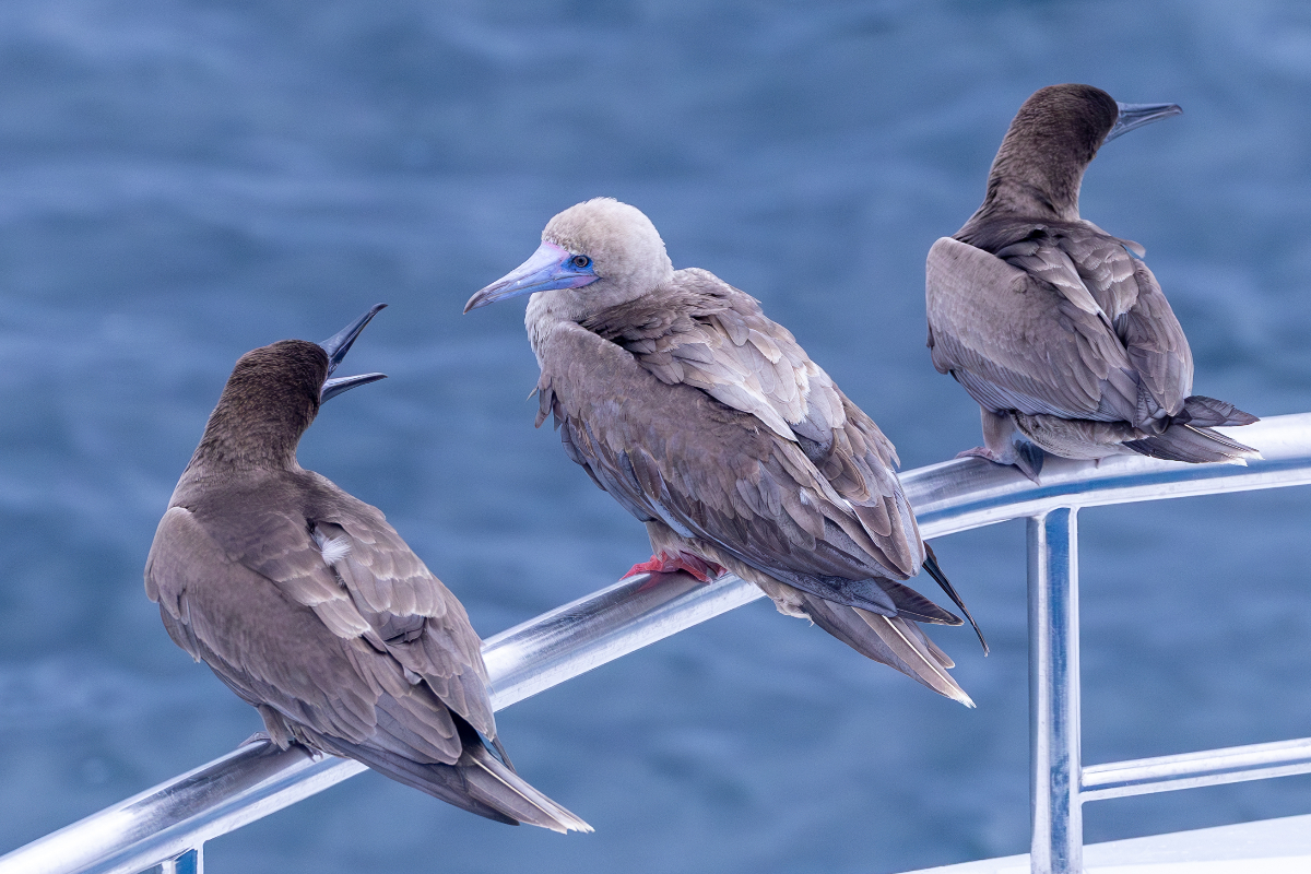 Red Billed Booby On Ship Galapagos Mike Unwin