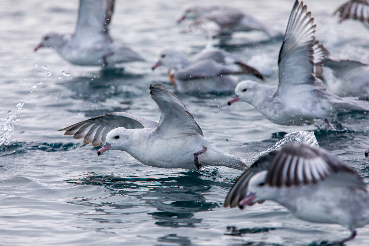 G Adventures Antarctica Freud Passage G Adventures