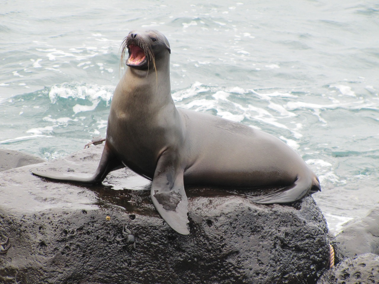 Sea Lion Galapagos