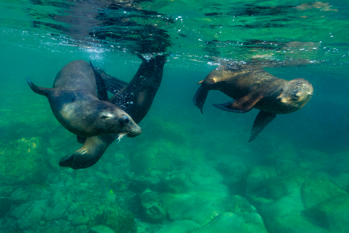 LEX Mexico Baja California Sur Seals