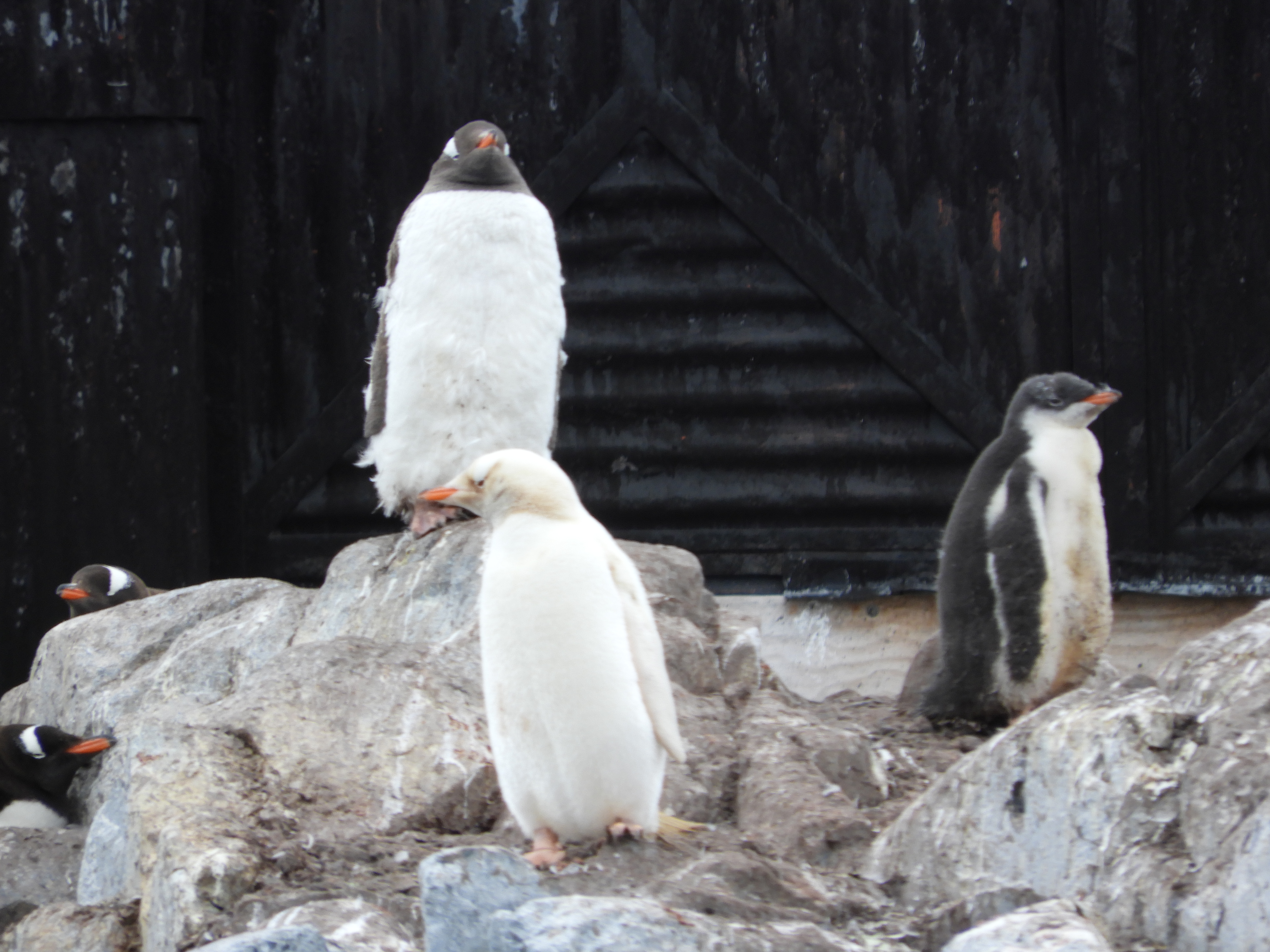 Lucy Gentoo Lecustic Penguin Paradaise Harbour Antarctica