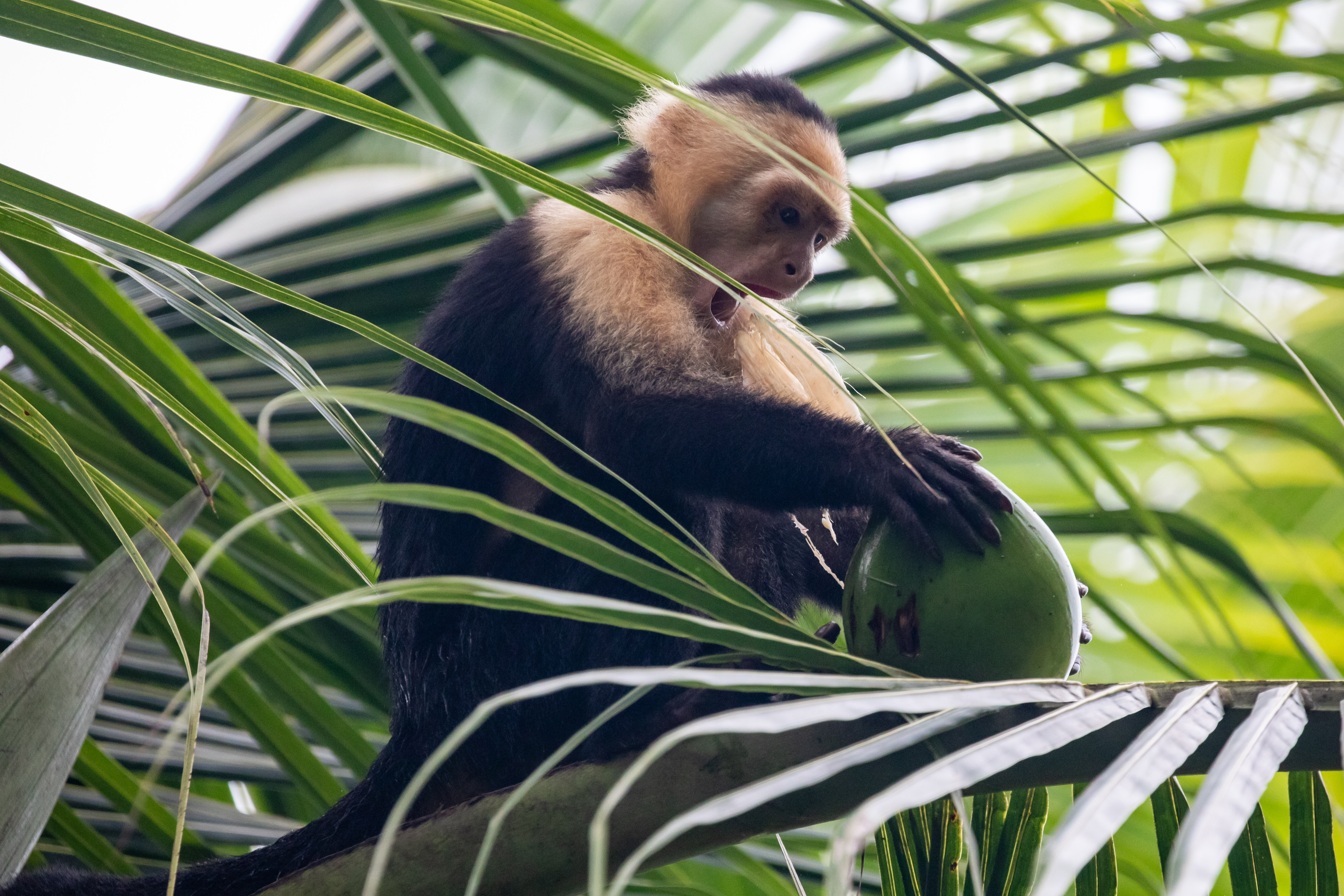 Costa Rica Capuchin Monkey