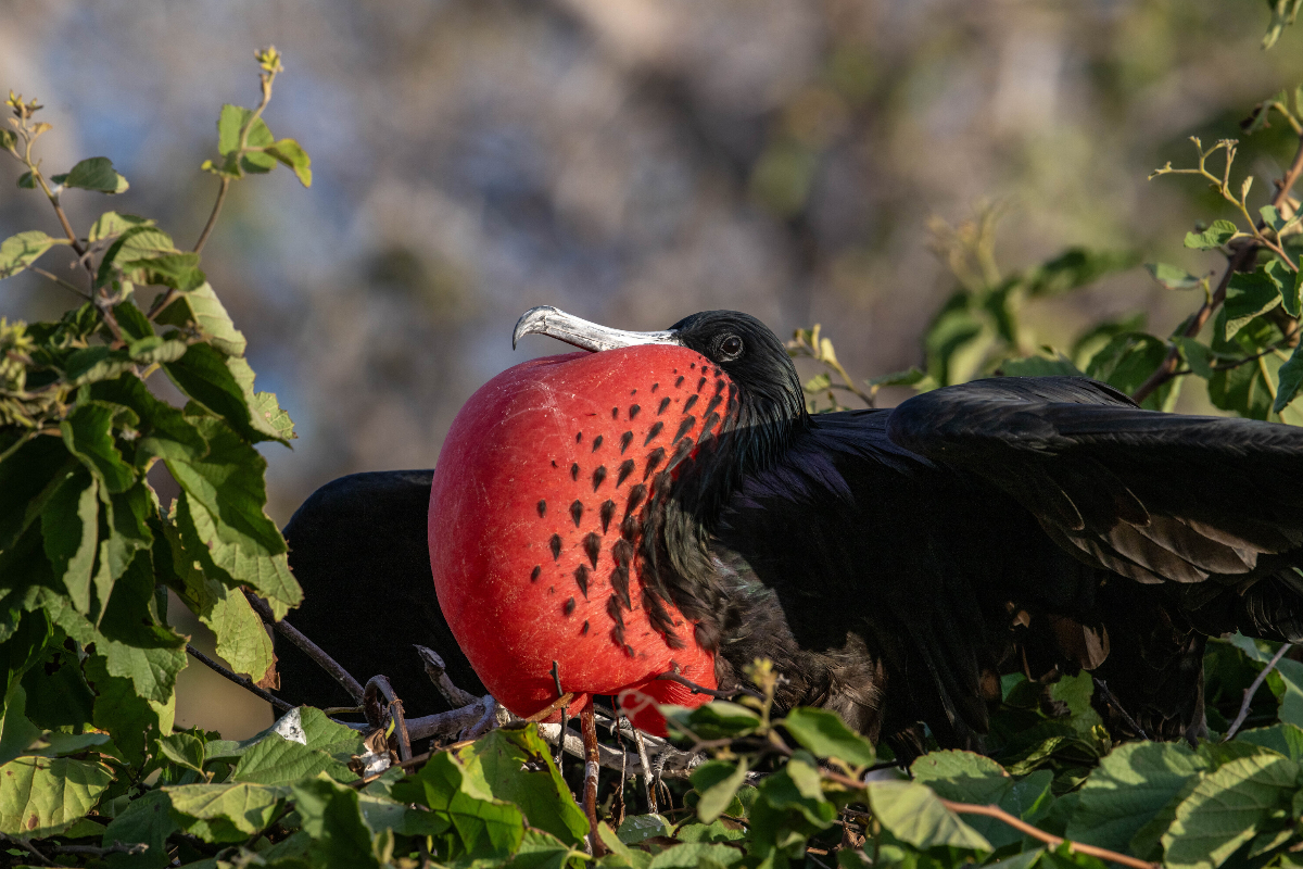 Male Magnificent Frigatebird On North Seymour By Sarah Marshall