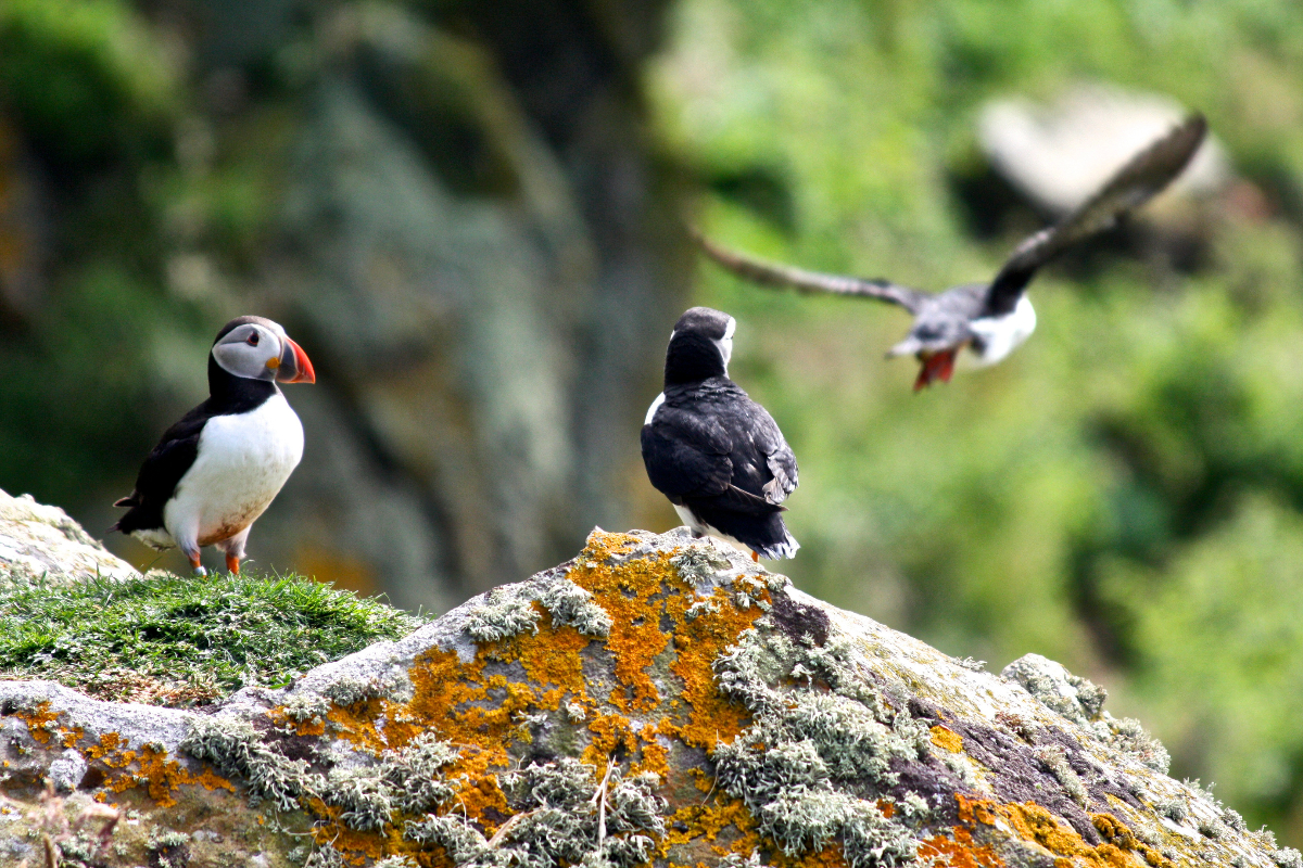 Gadventures Scotland Arinagour 4717