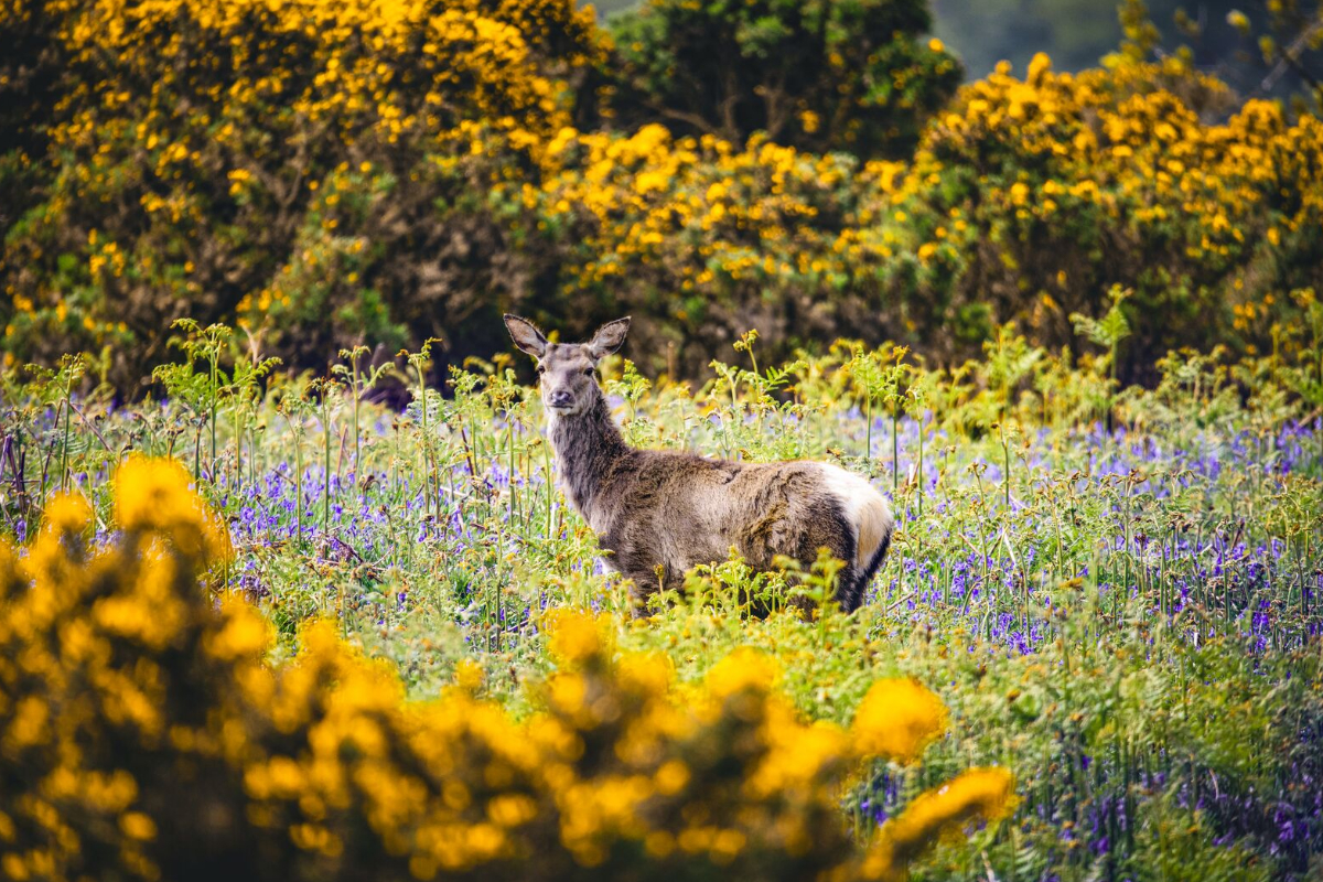 Scotland TOBERMORY DUARTCASTLE