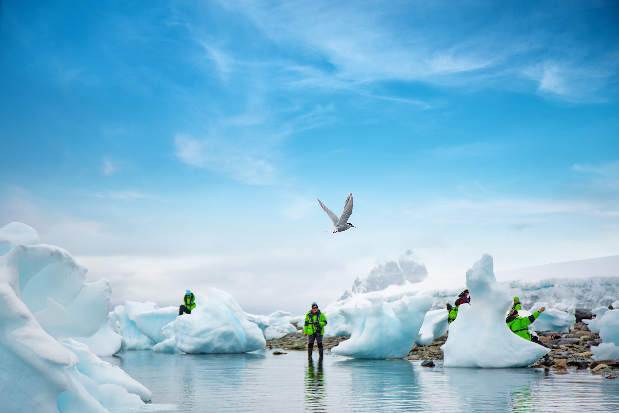 Aov Antarctica Landing With Birds Sky