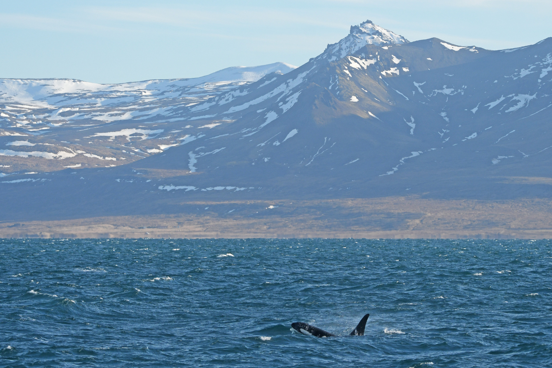 Iceland Orca 4 Billy Heaney 384