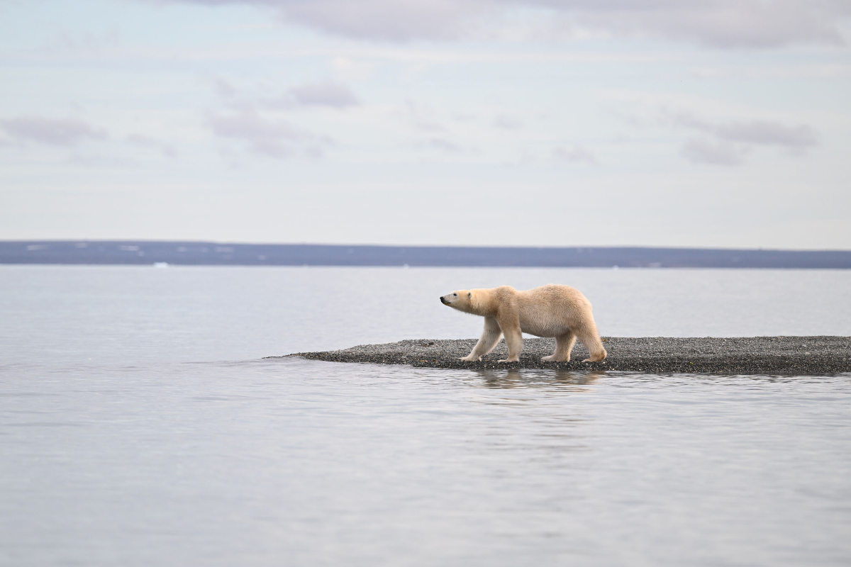 SH Vega Polarbear Swan Hellenic