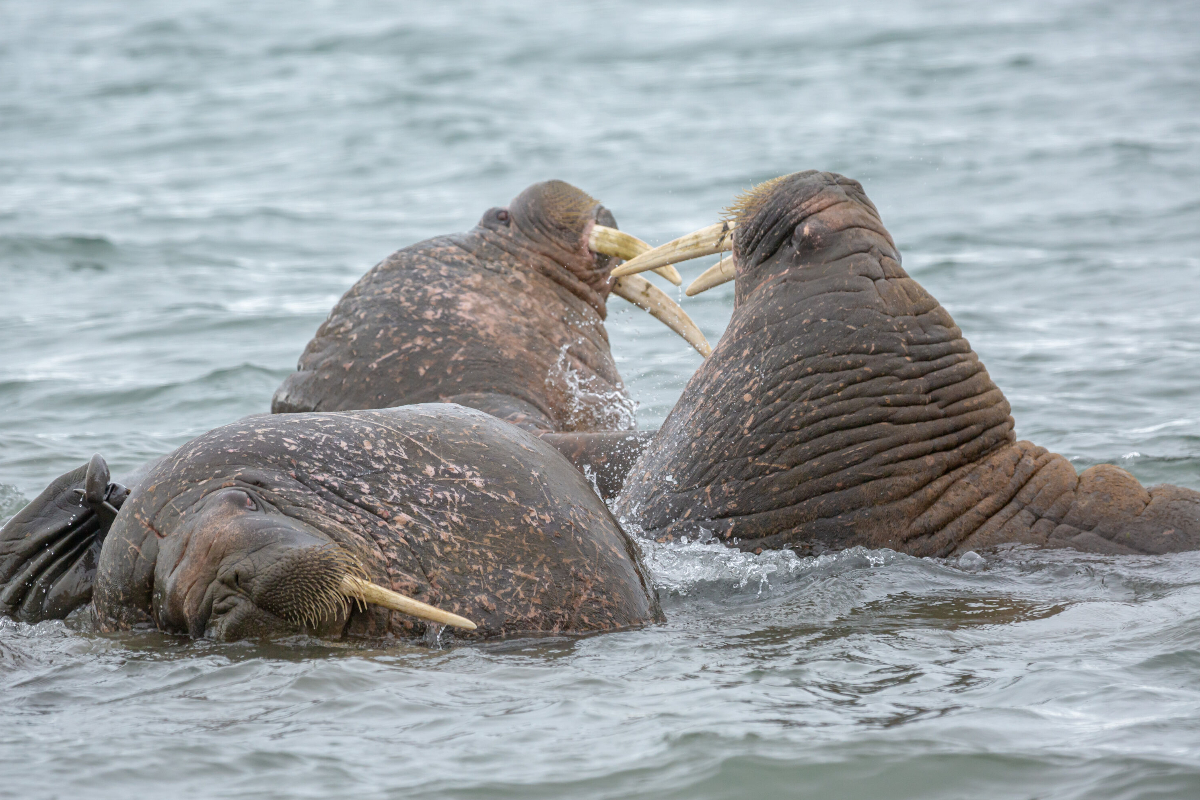 Walruses Swan Hellenic