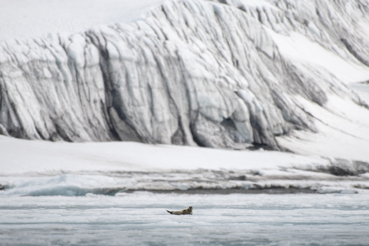 Seal In Svalbard Swan Hellenic
