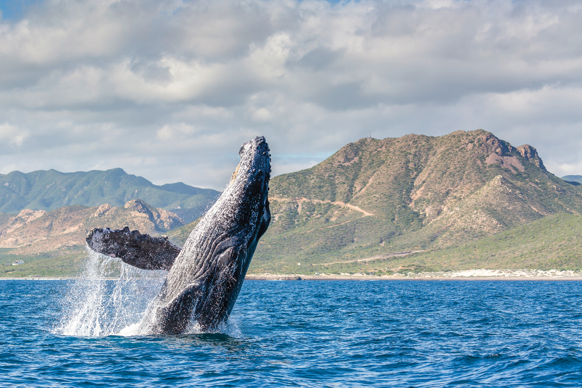 LEX Mexico Baja California Sur Cabo Pulmo National Park