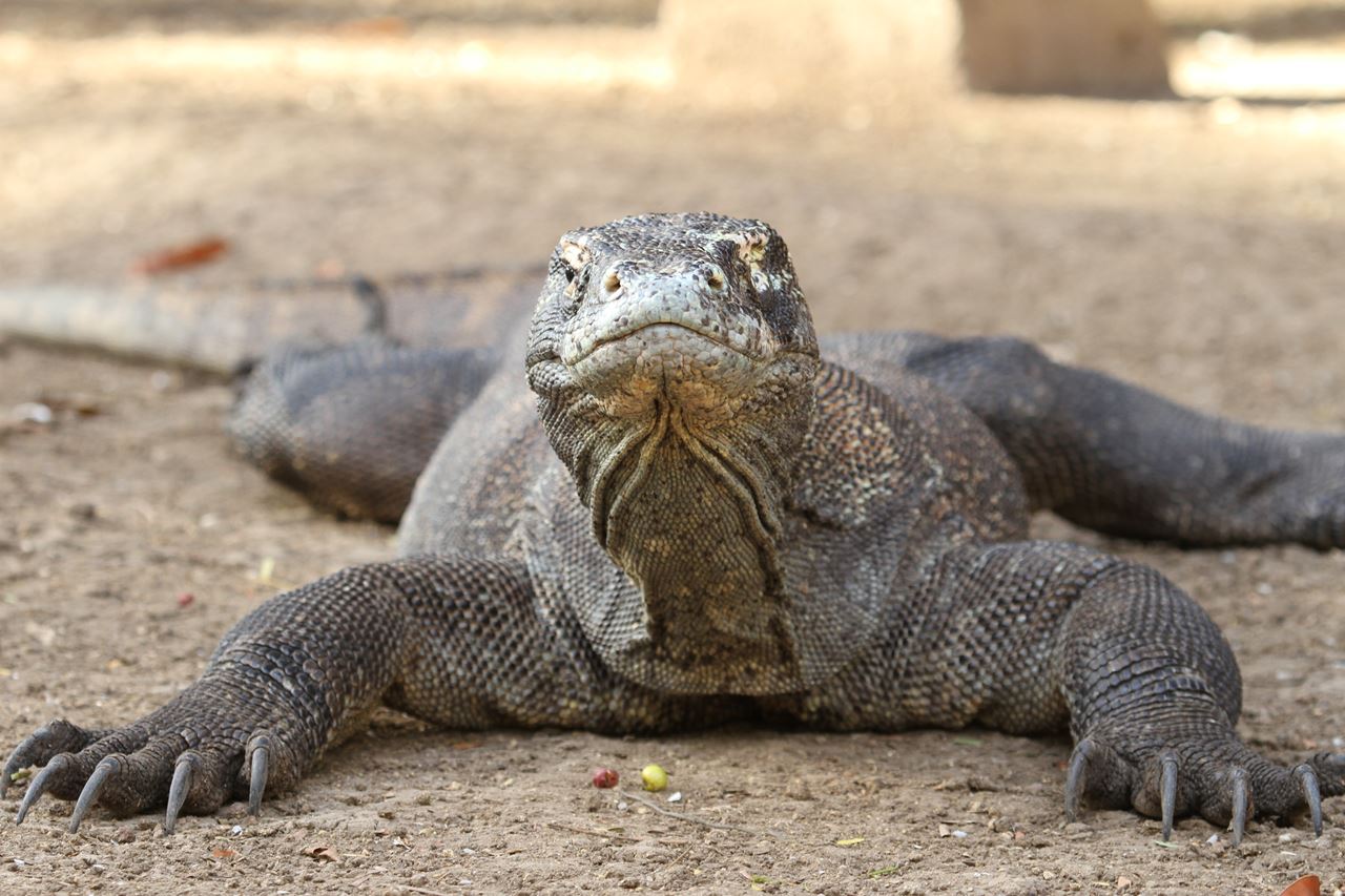 Komodo Dragons