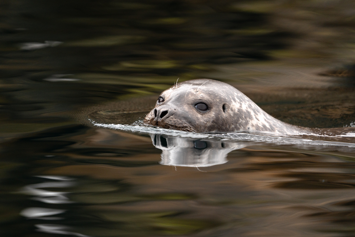 Silversea Lower Savage