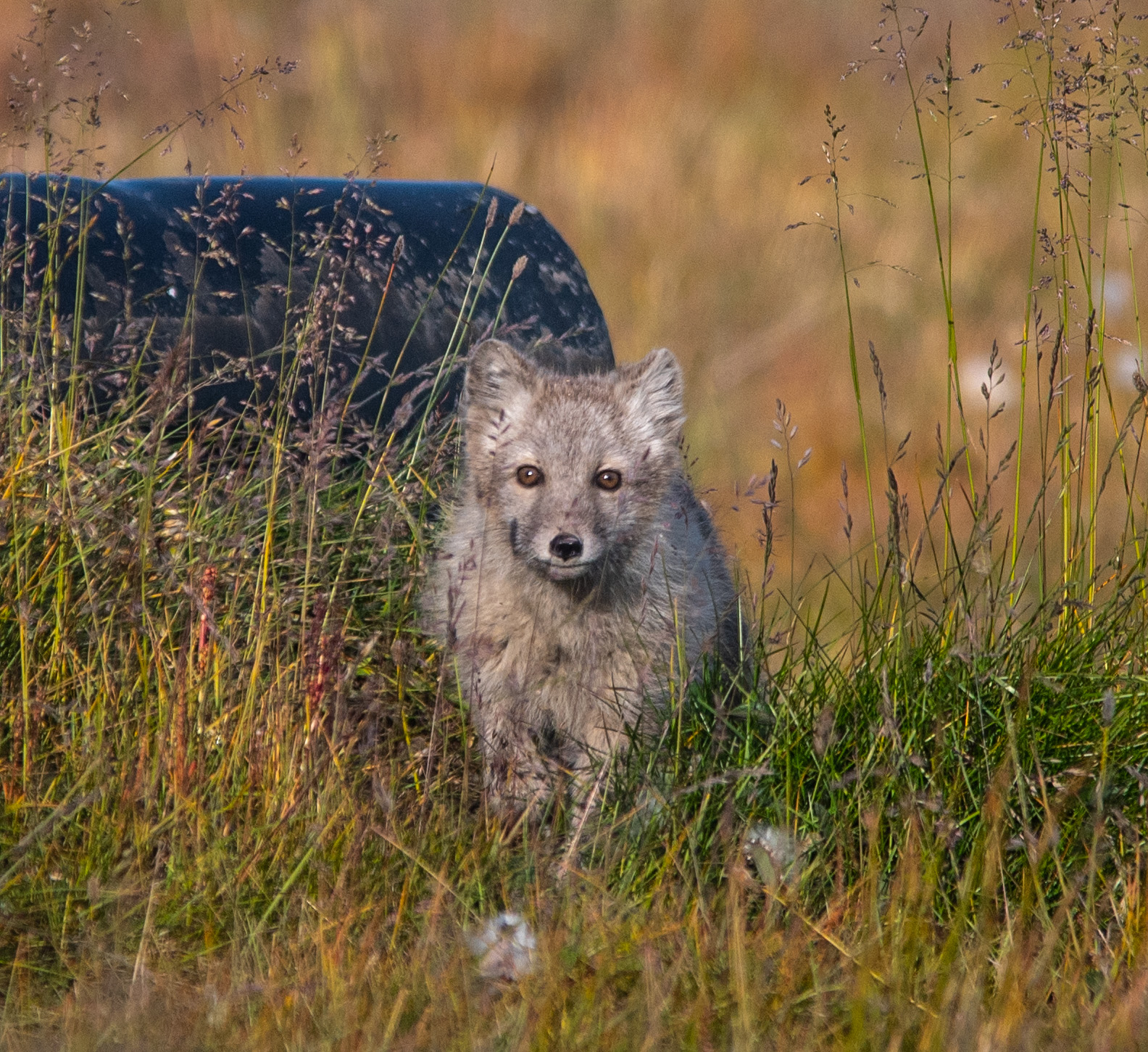 Arctic foxes in Greenland