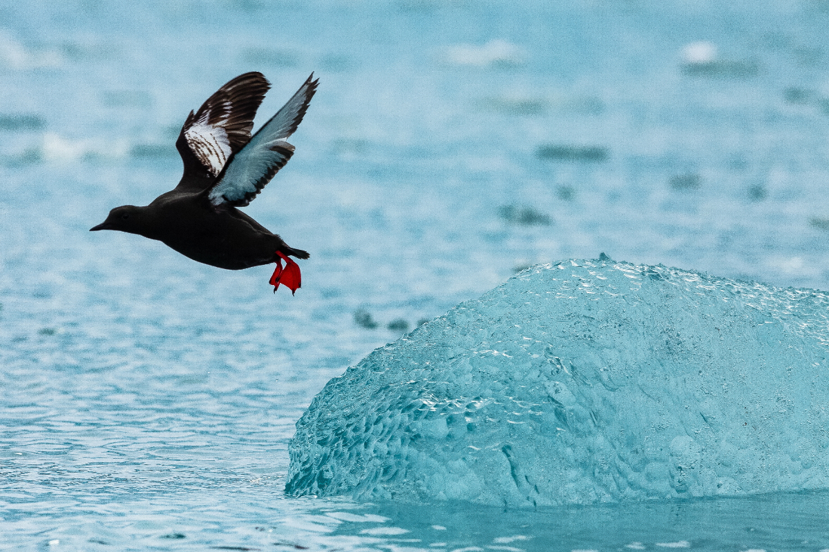 Quark NICKY SOUNESS Arctic Svalbald Monico Glacier