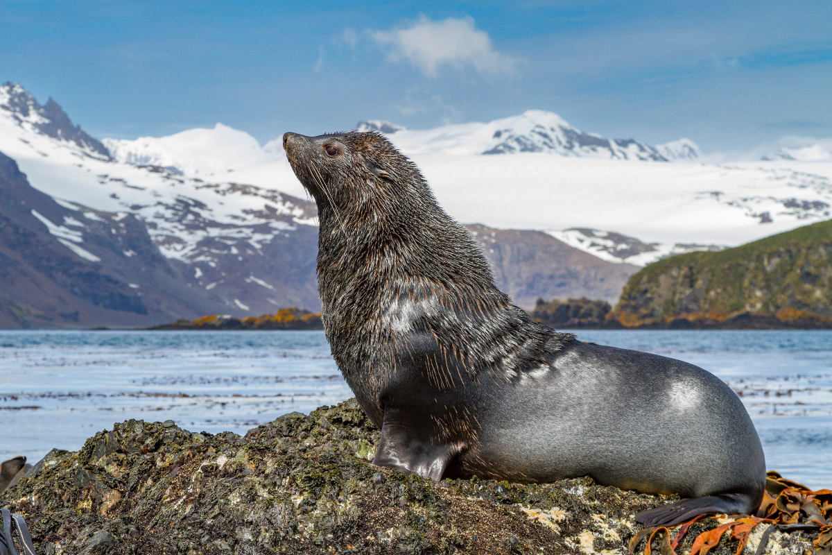 LEX South Georgia Fur Seal