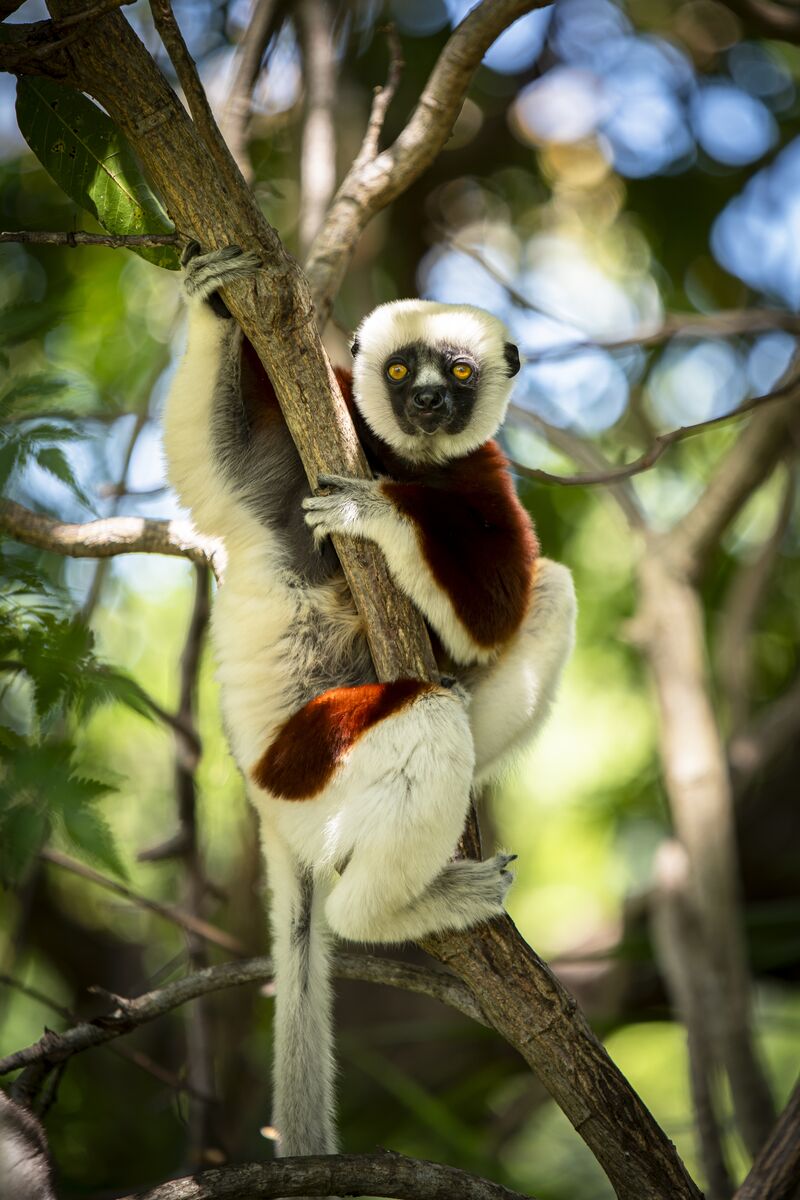 Ponant Madagasgar Ile Majunga Propitheque De Coquerel