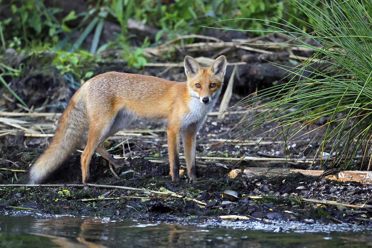 Red Fox 7464080 1280