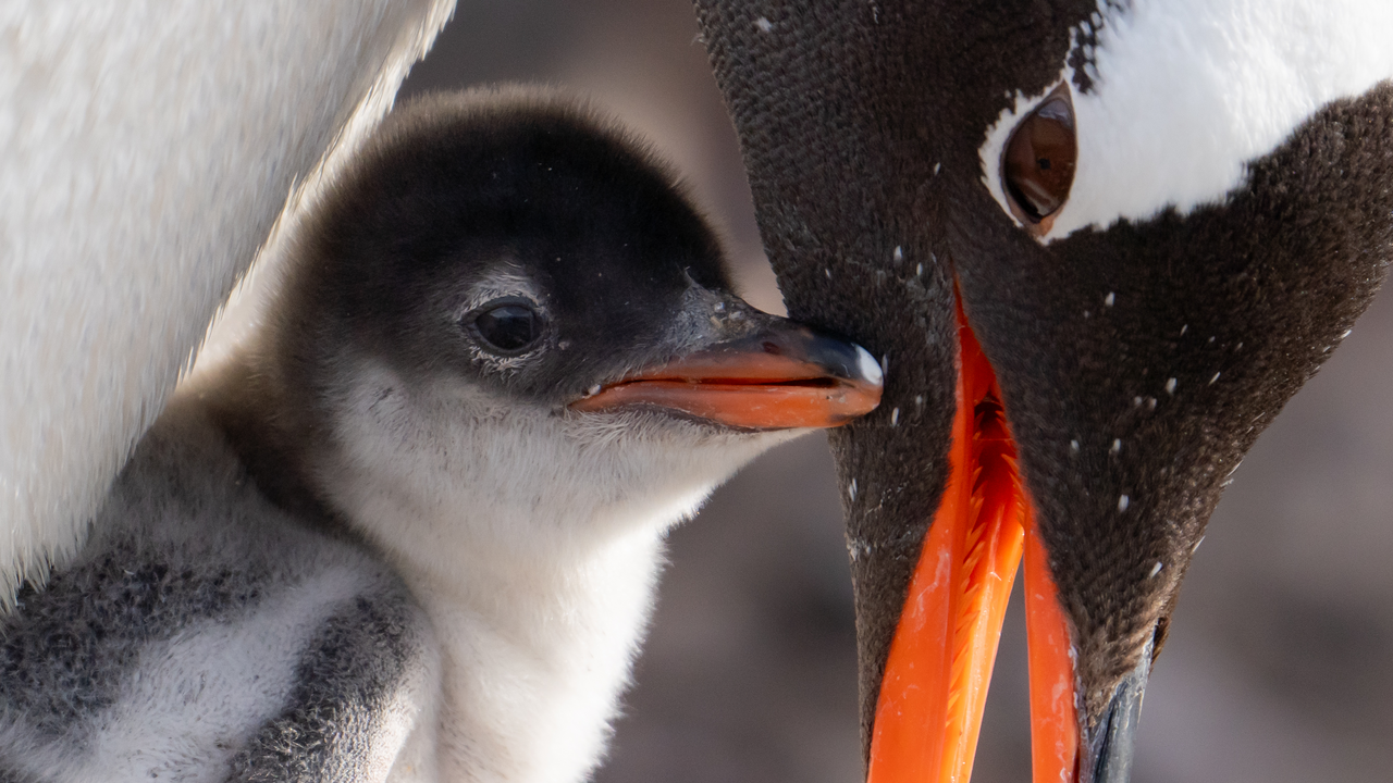 Gentoo penguin with its chick in Antarctica