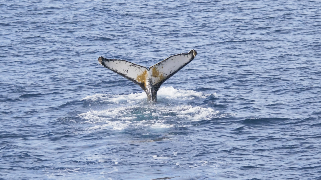Tail Fluke Humpback