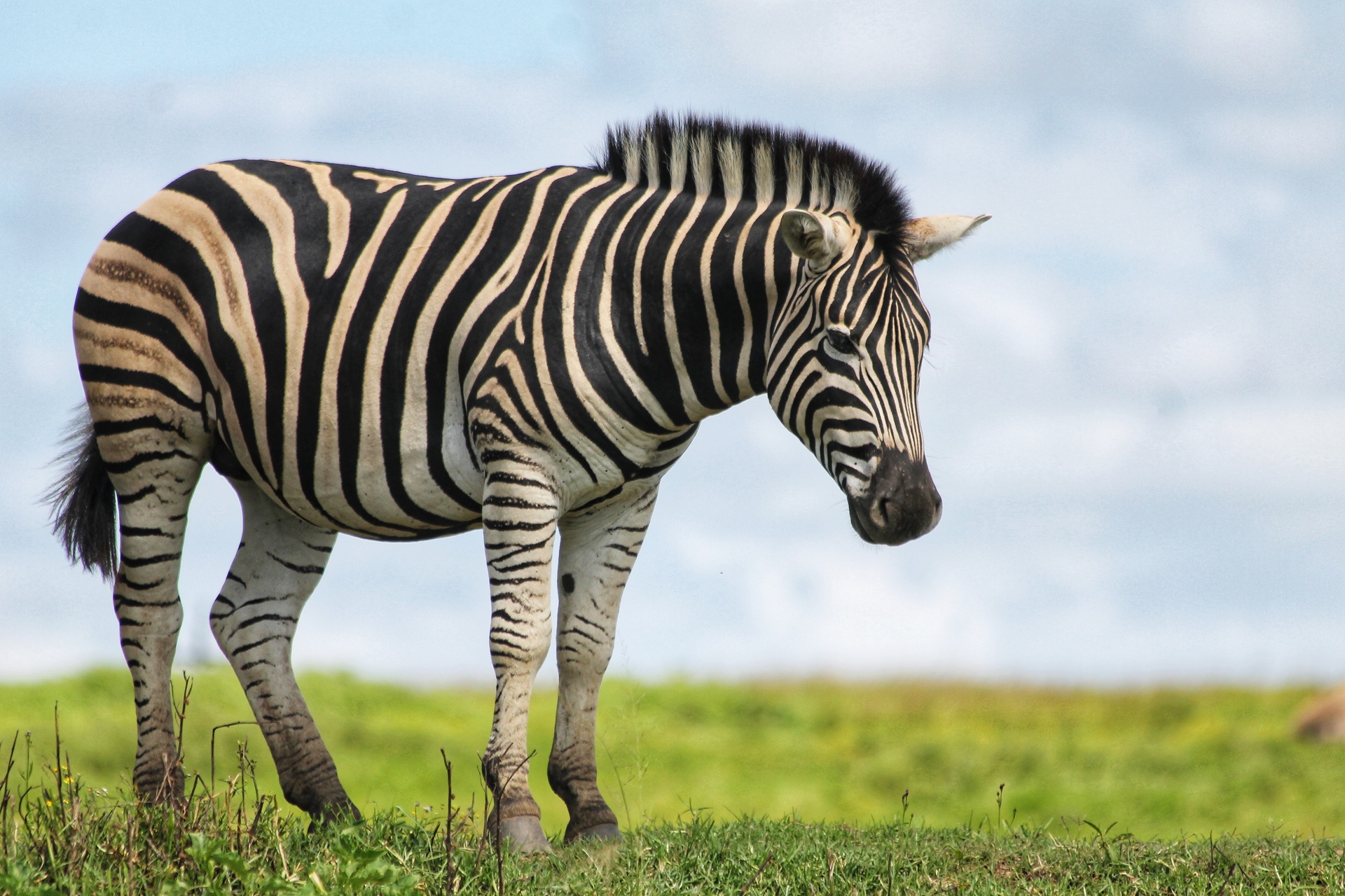 Zebra