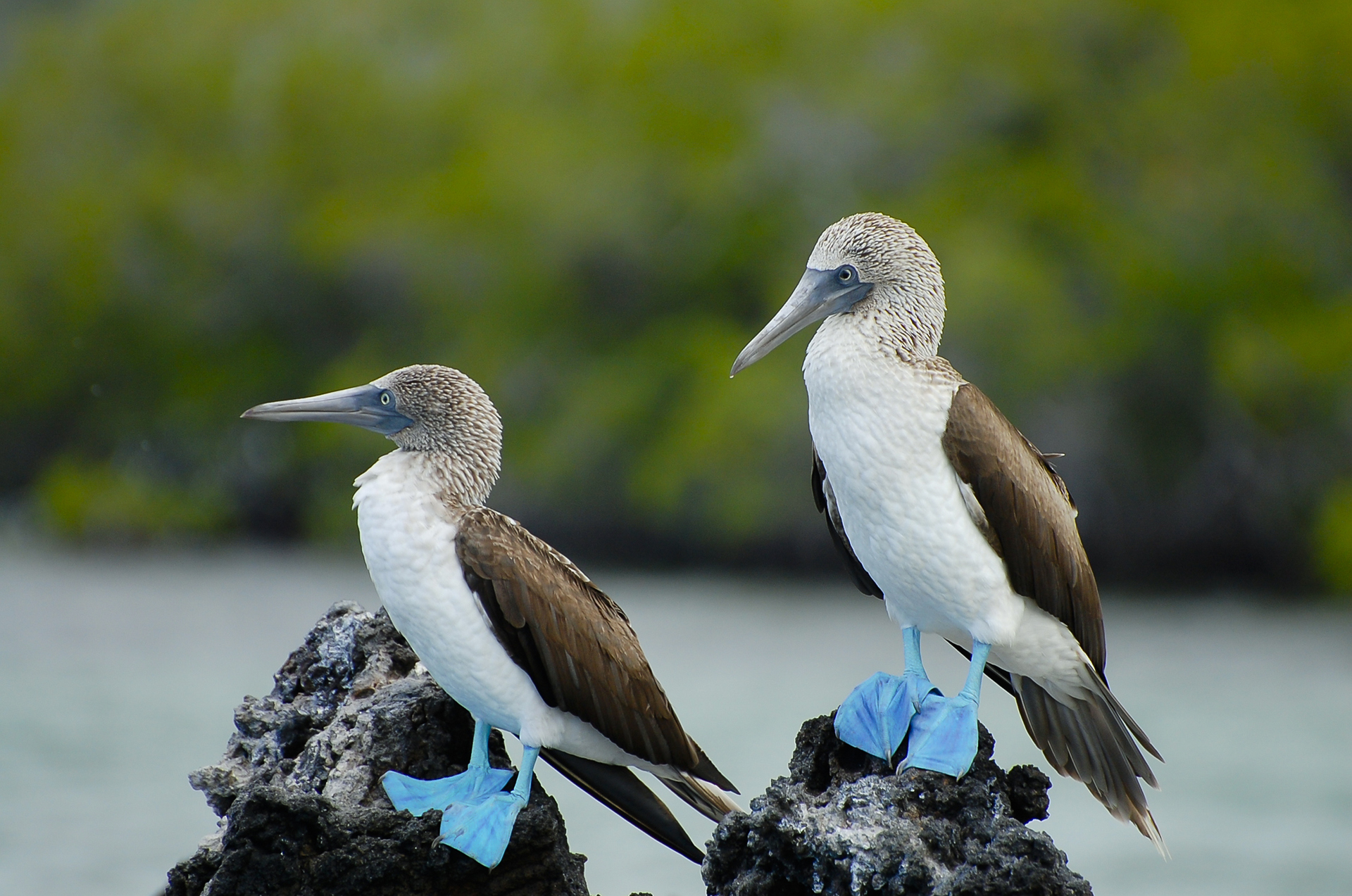 Istock 510168512 Blue Footed Booby Galapagos Adrian Wojcik 1074