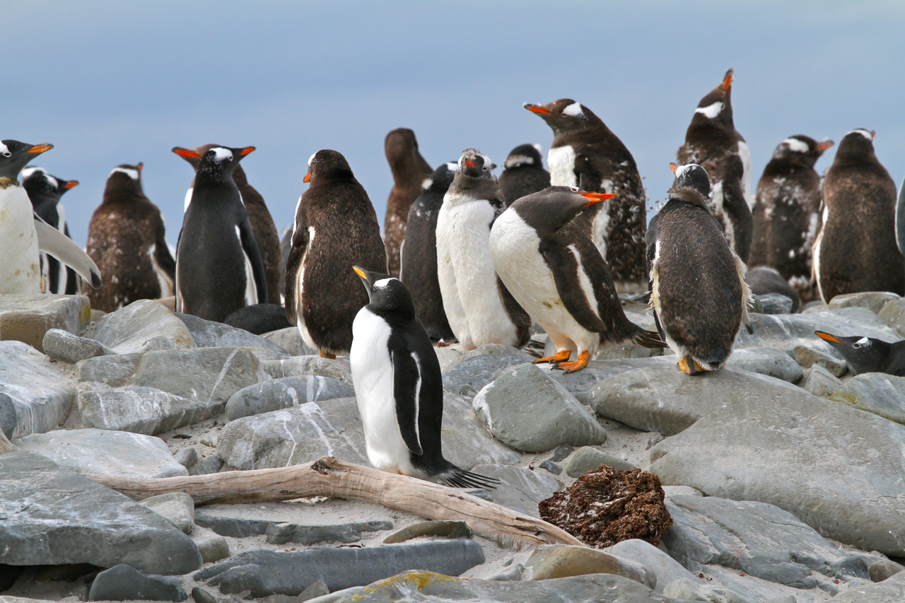Gentoo Penguins Falkland Islands Mike Unwin 1976