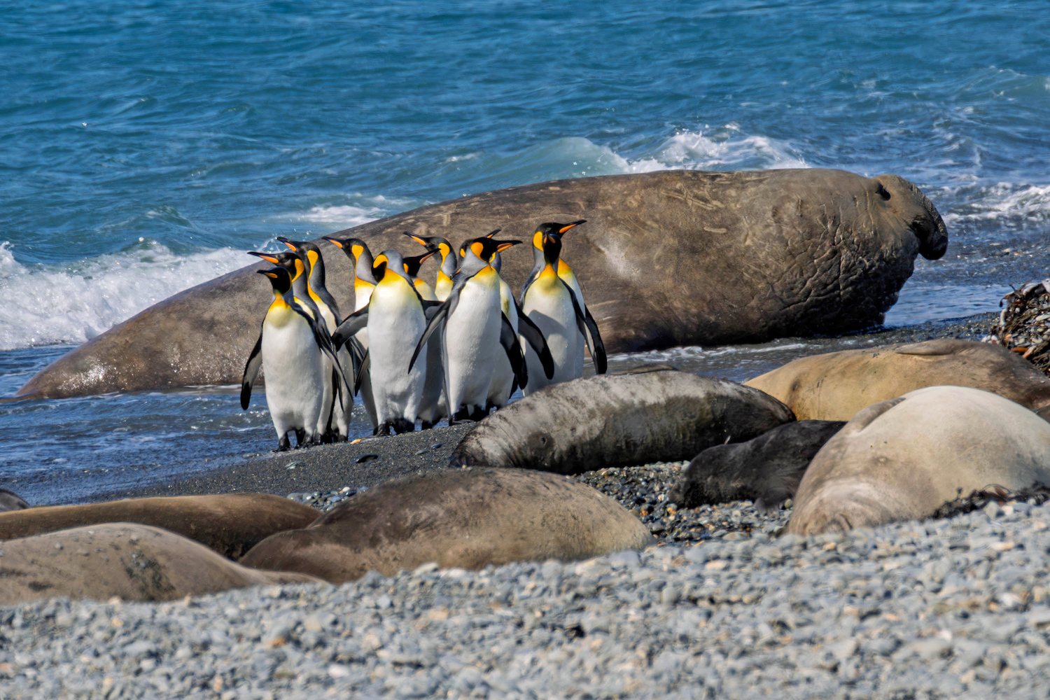 FORTUNA BAY King Penguin South Georgia Nacho Gutierrez Scenic Eclipse (1)