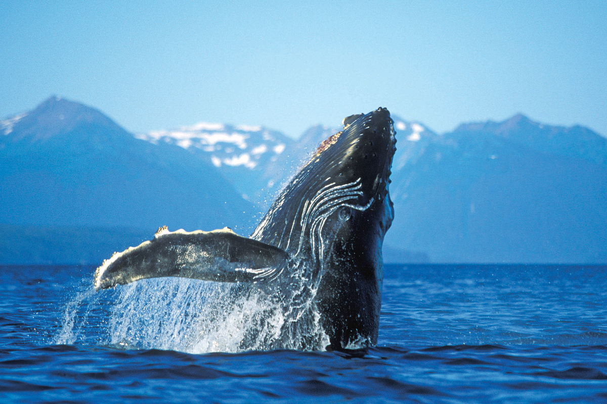 LEX US Alaska Whale