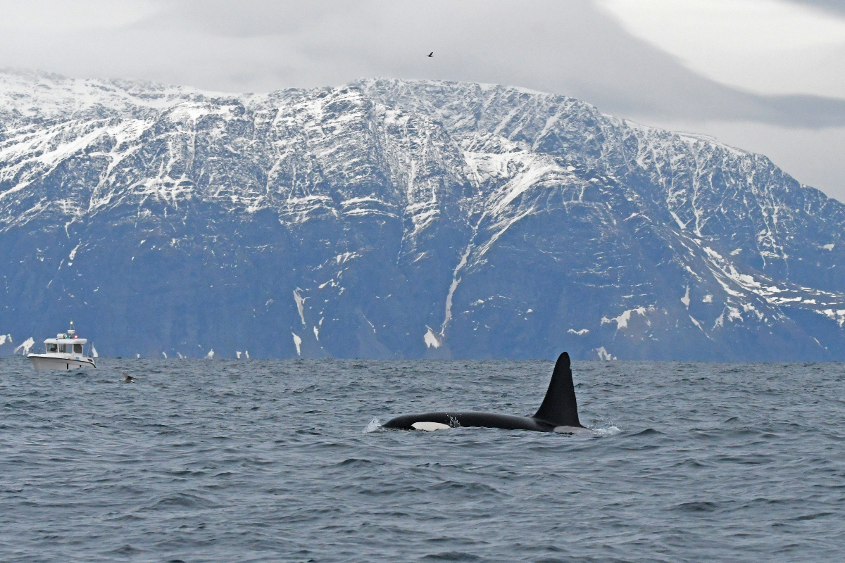 Orca In Arctic Norway