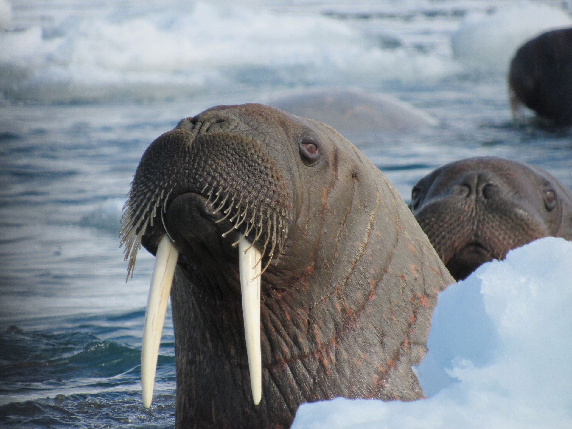 Walrus Closeup 2858