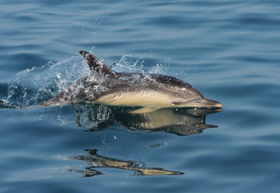 Common dolphin
