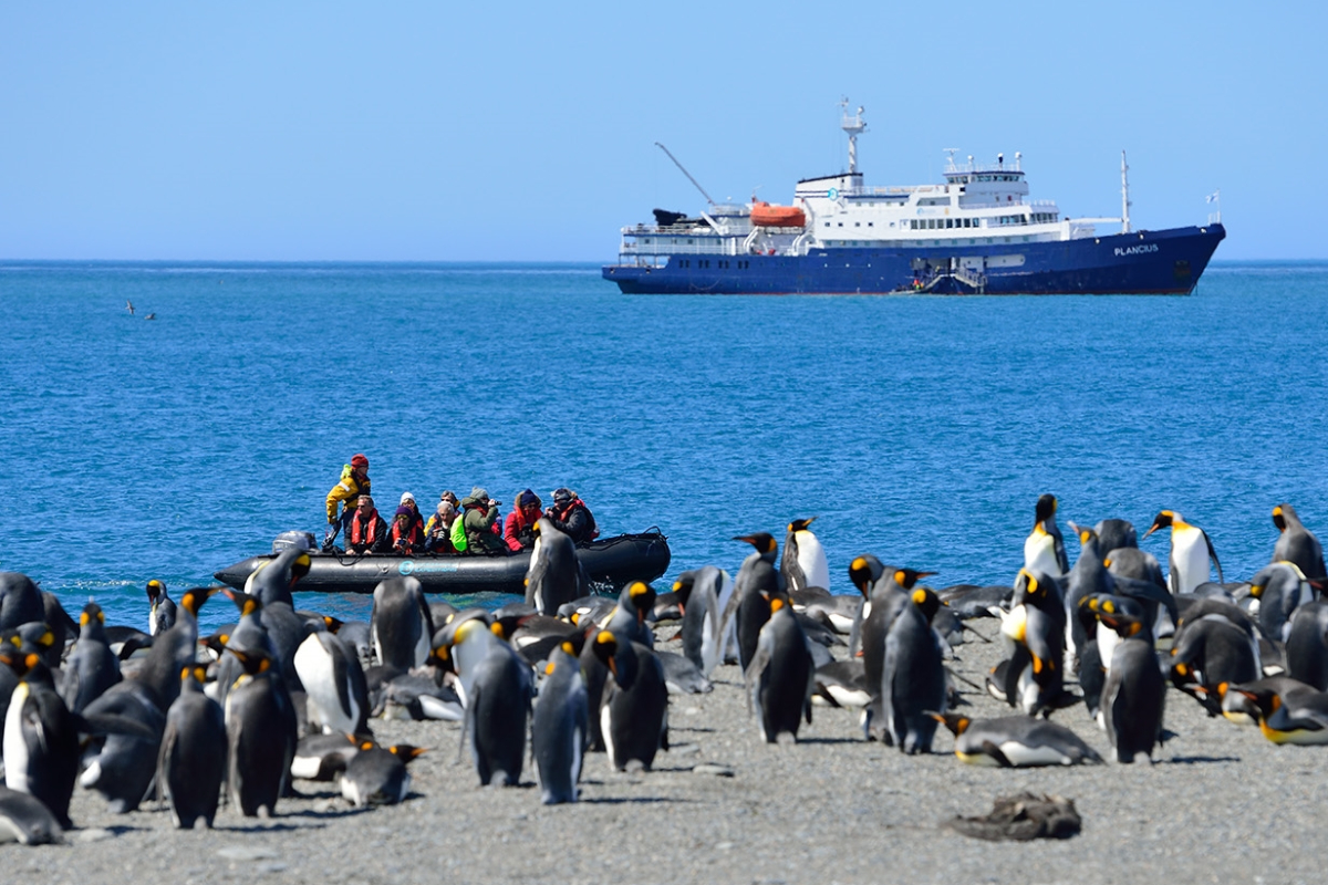 Plancius At St Andrews Bay King Penguin Colony South Georgia