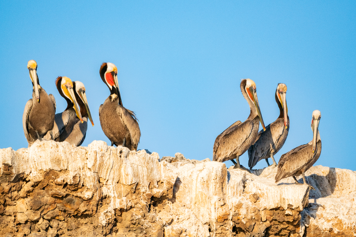 LEX Mexico Baja California Sur