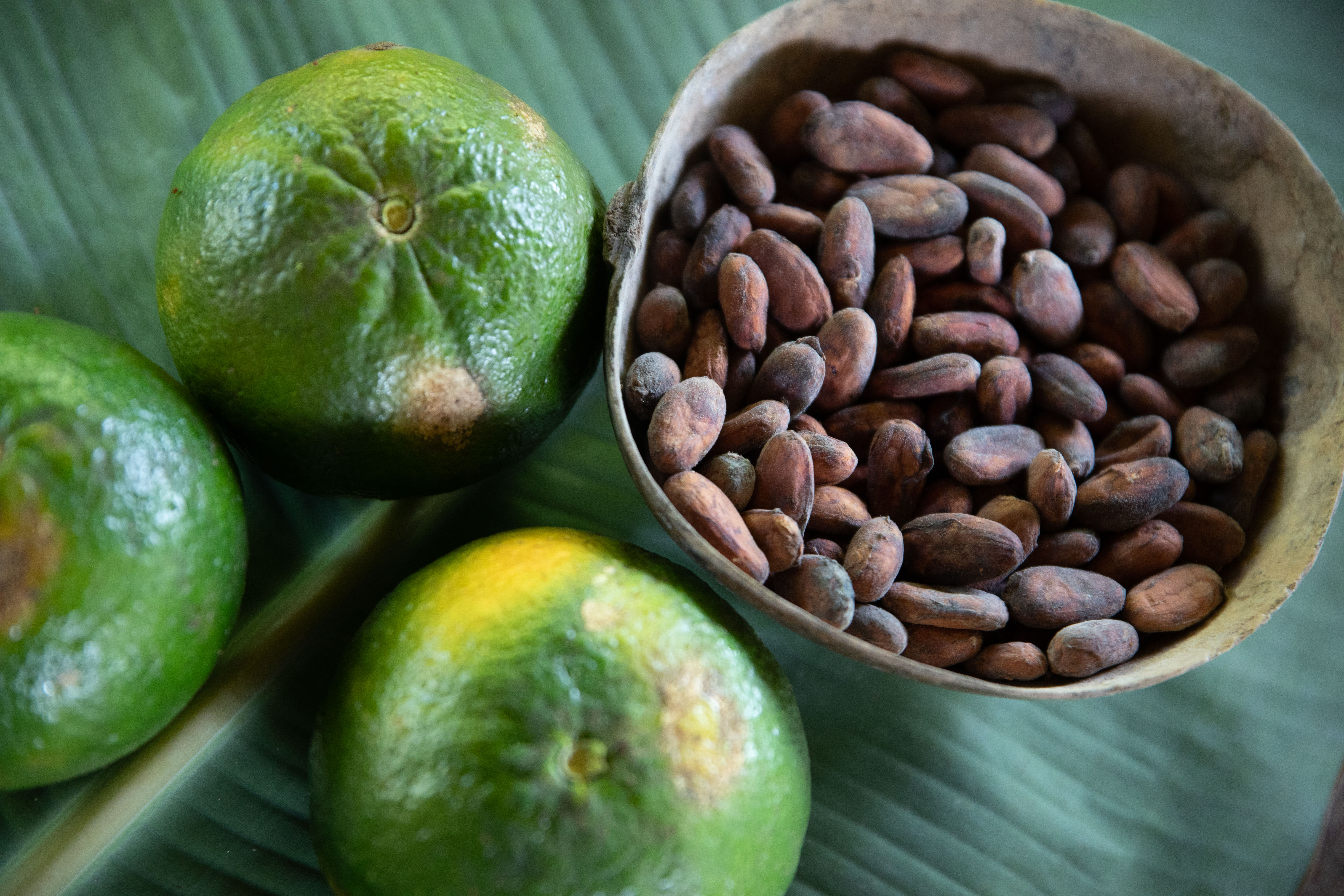 Costa Rica  Cocoa Beans