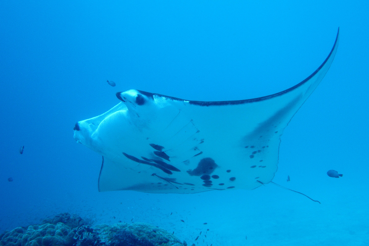Manta Ray Raja Ampat Unsplash