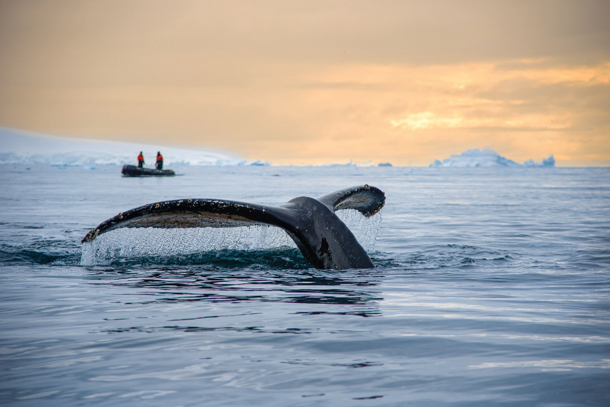 LEX Antarctica Humpback Whale