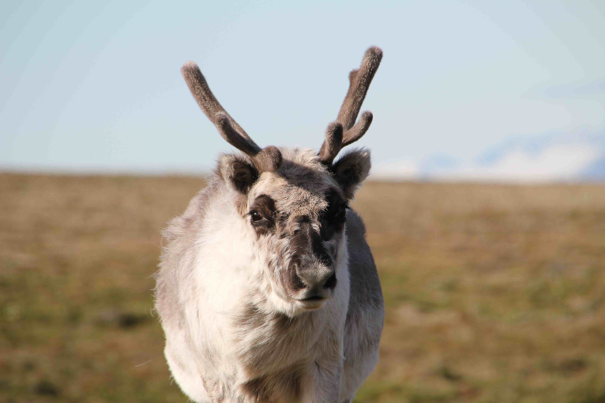 Gadventures Arctic Norway Svalbard