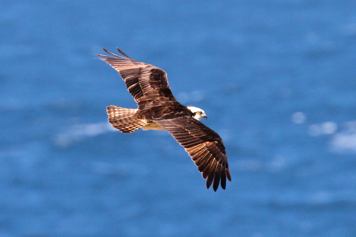 Osprey By Mike Unwin