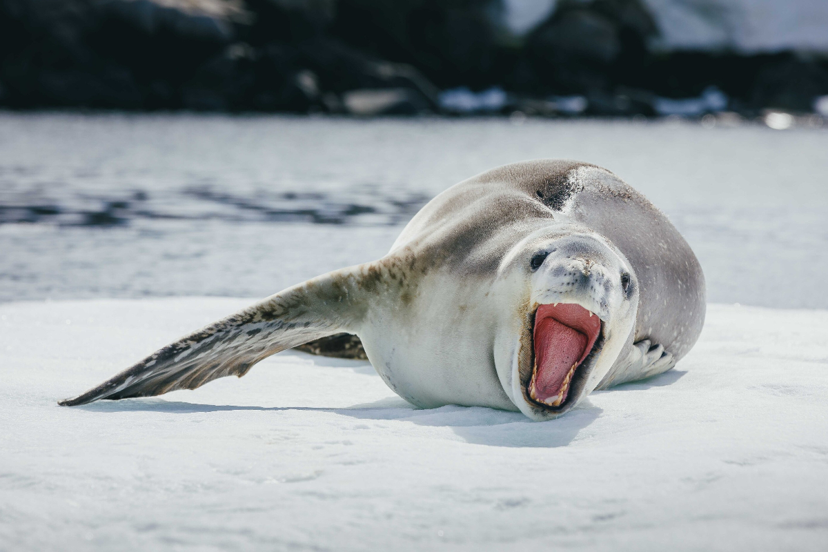 Quark Expeditions Antarctica David Merron