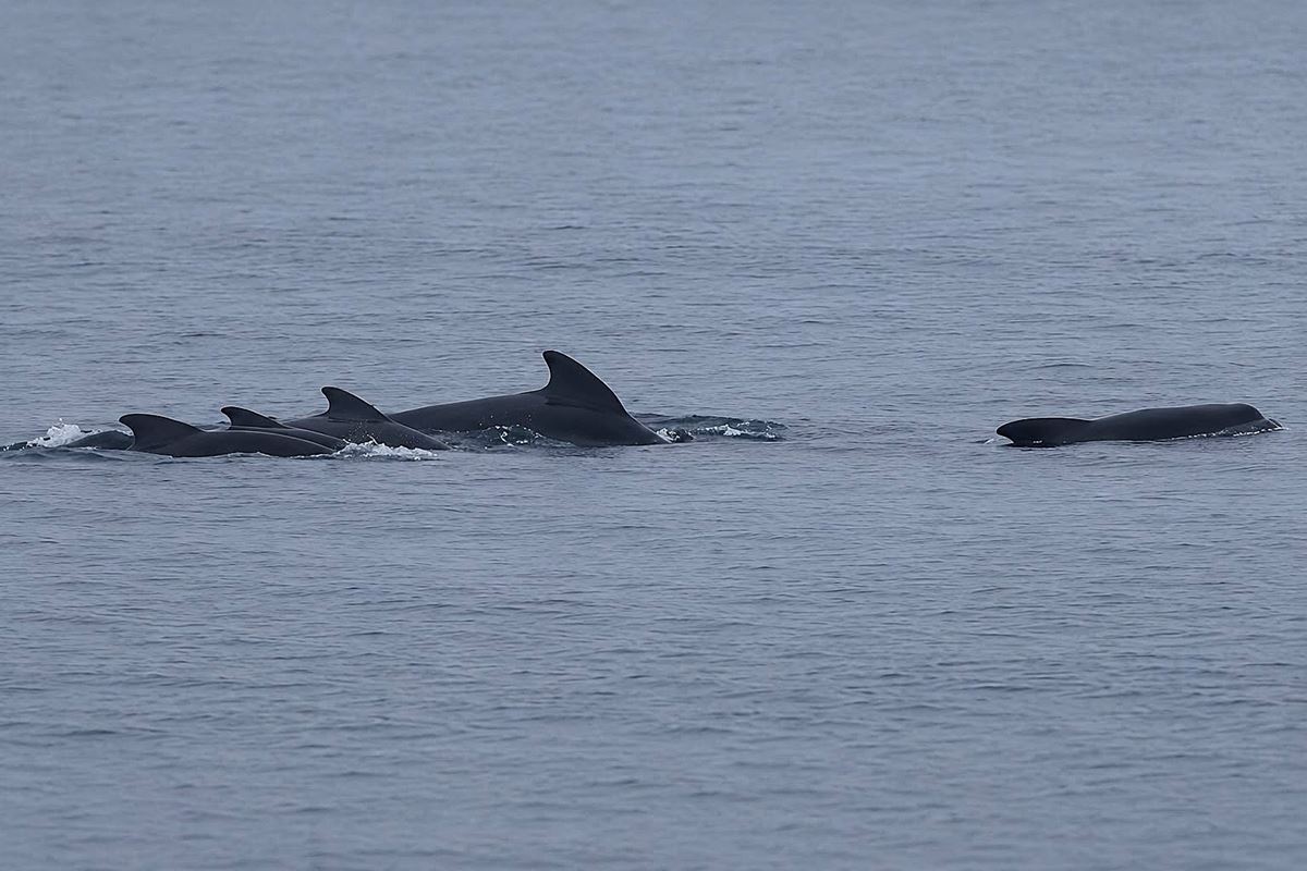 Whales in Greenland