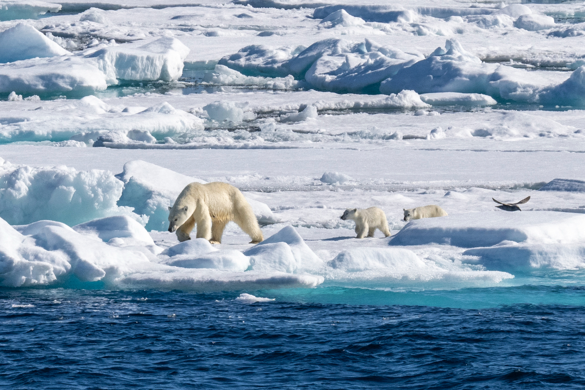 Polar Bear And Cubs Storøya Svalbard Scott Portelli