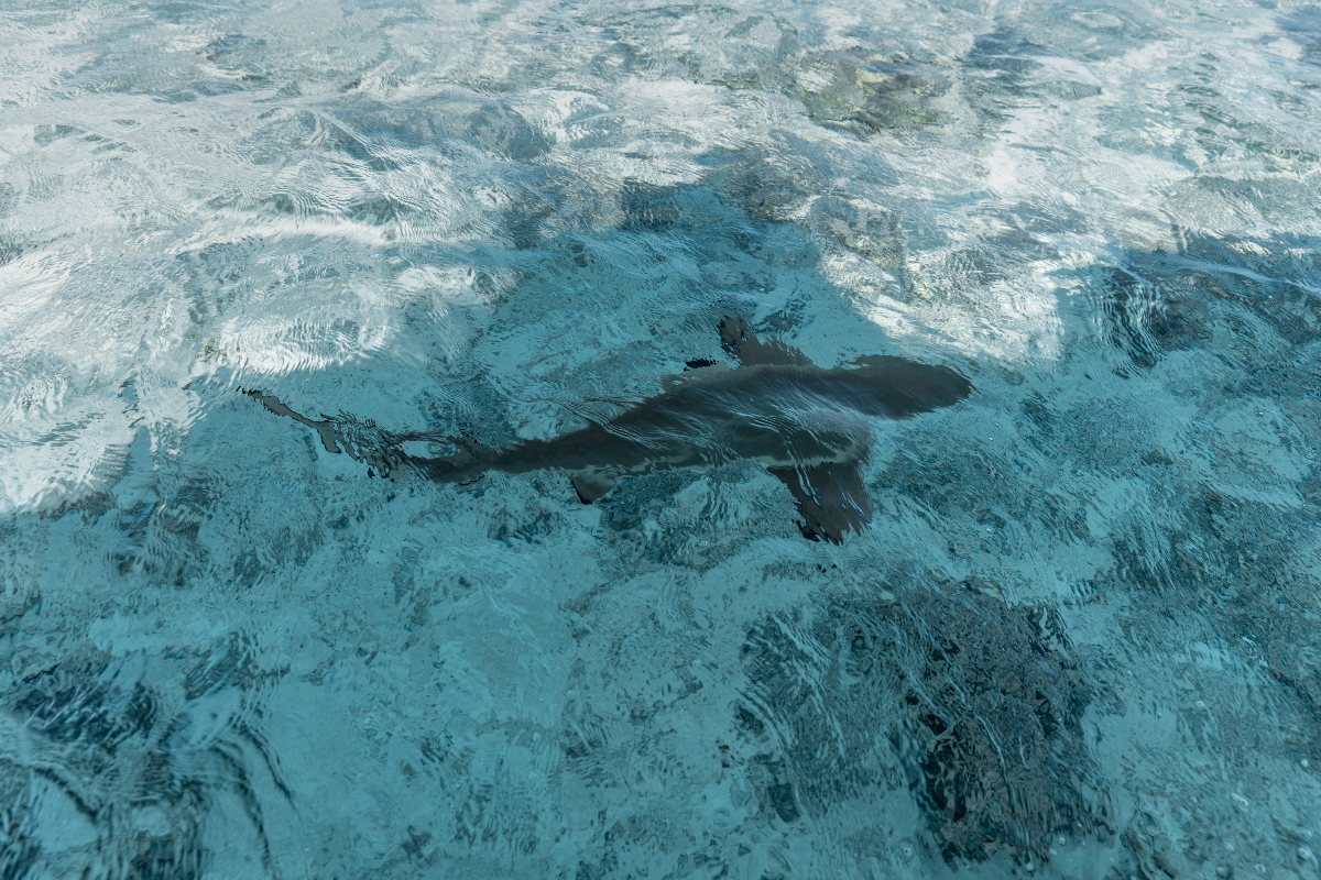 Blacktip Reef Shark In The Lagoon At Bora Bora