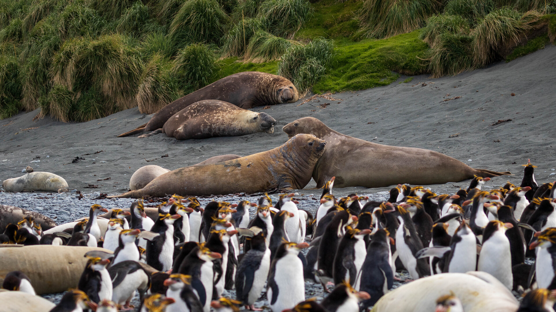 Rb Istock 1133918611 Samuel Bloch Royal Penguins At Macquarie Island Istock 1133918611 131