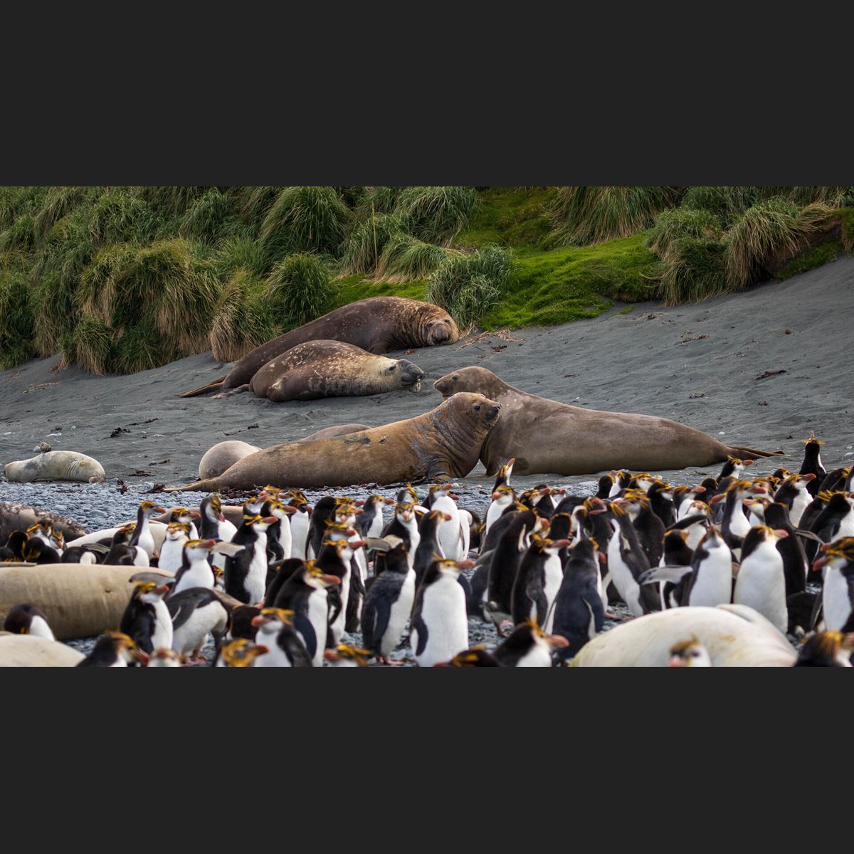 Icebreaker Sent to Evacuate Macquarie Island Researchers Over Bird Flu Fears Icebreaker Sent to Evacuate Macquarie Island Researchers Over Bird Flu Fears