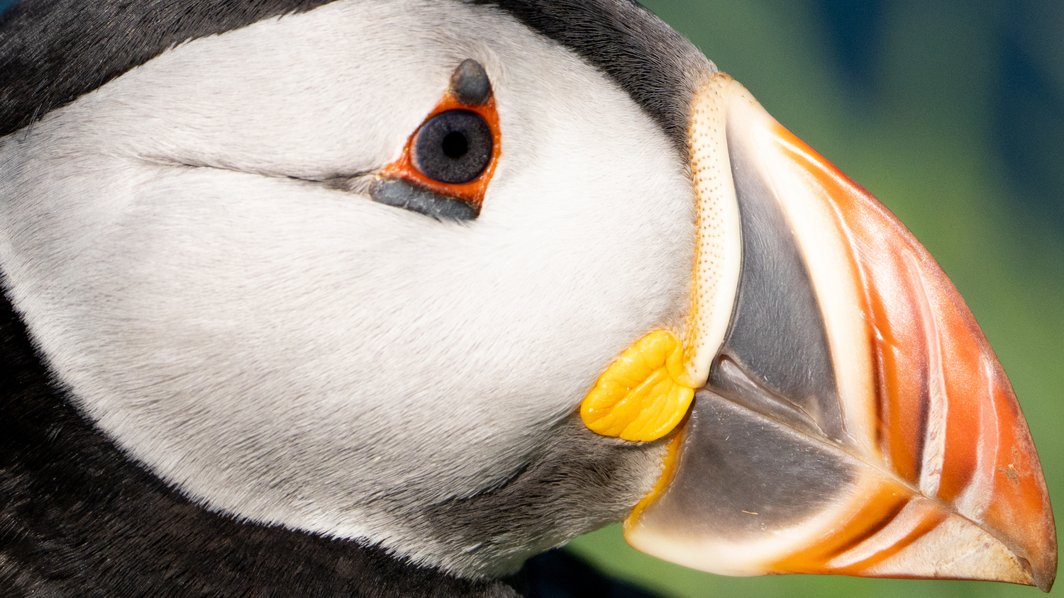 DSC08761 Puffins British Isles Jamie Lafferty 2809