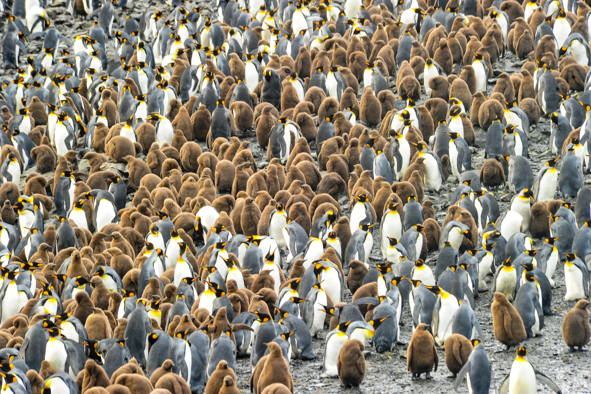 South Georgia Gold Harbour King Penguins Protect Chicks 233